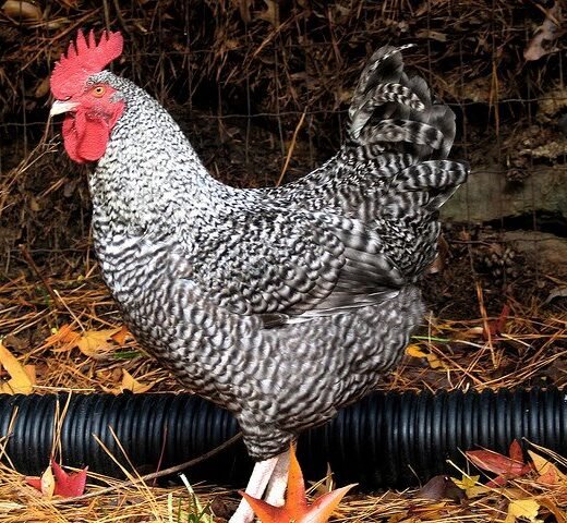 cuckoo marans rooster