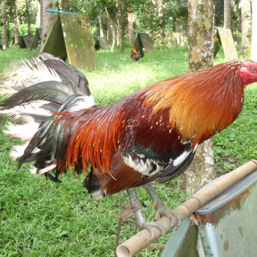 gerrard hatch roosters for sale