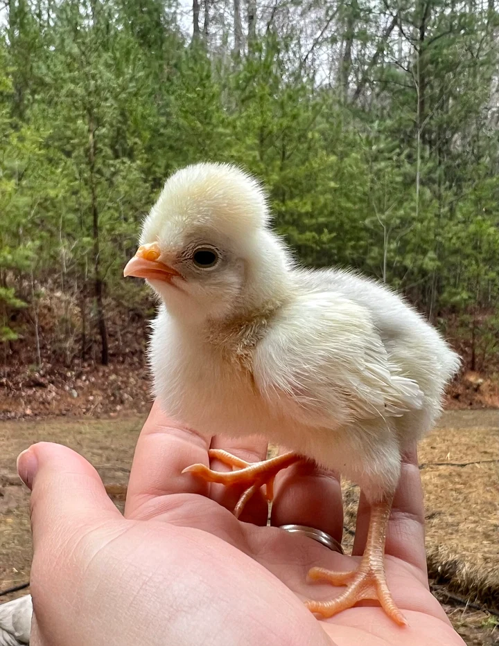 Buy sexed live Splash White Crested Polish day-old chicks - Image 2