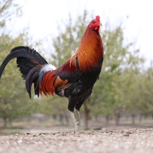 Dave Rat Graves McLean Hatch Gamefowl Stags