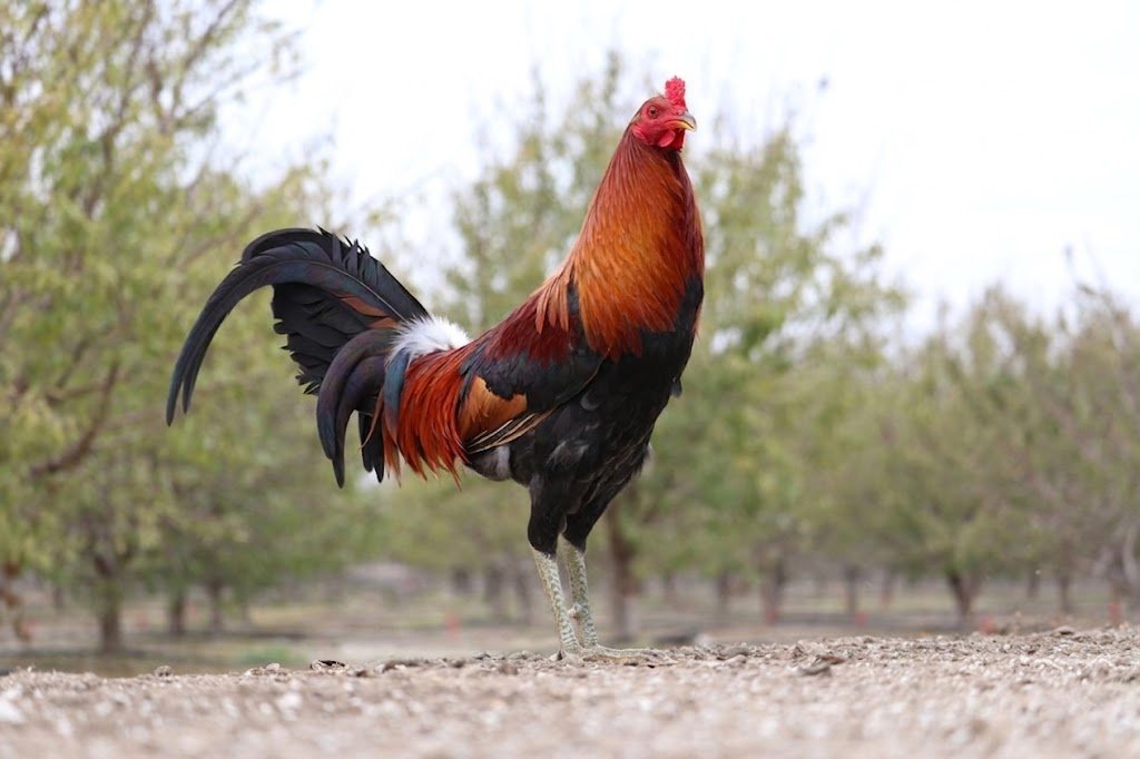 Dave Rat Graves McLean Hatch Gamefowl Stags