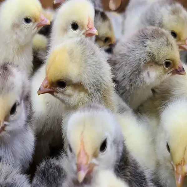 columbian rock hens for sale - Image 2