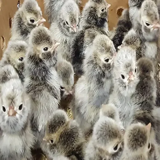 silver laced polish day old chicks for sale