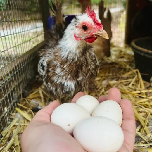 Buy fertile Serama hatching eggs online