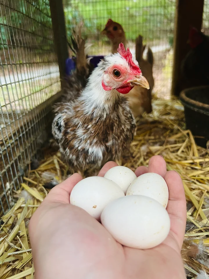 Buy fertile Serama hatching eggs online