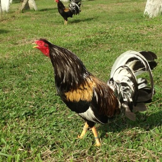 brassback butcher roosters for sale