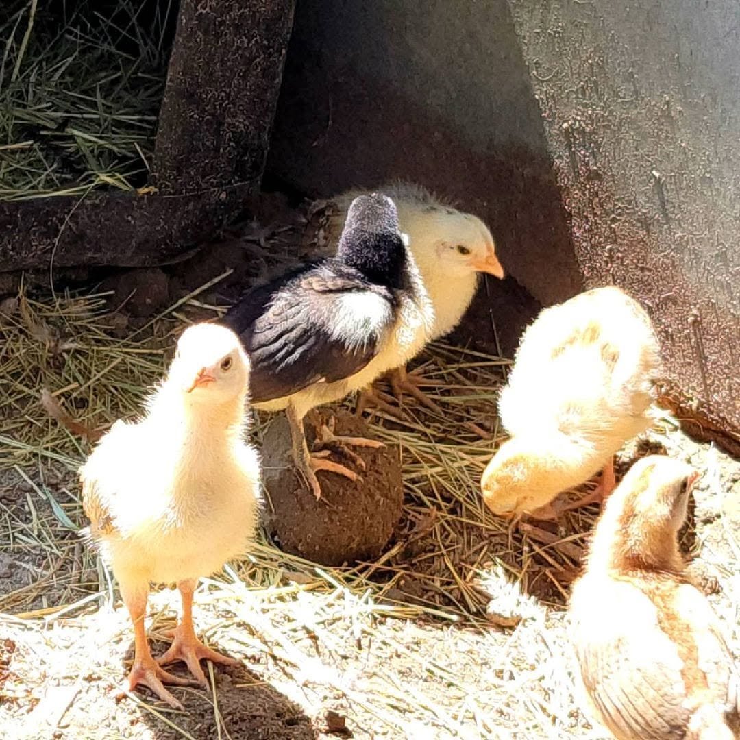purebred Mel Sims Brown Red Black day-old chicks - Image 2