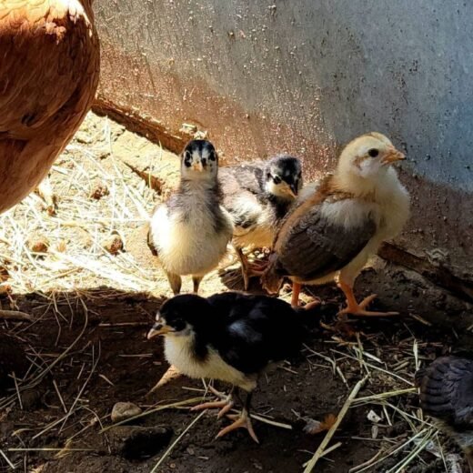 purebred Mel Sims Brown Red Black day-old chicks
