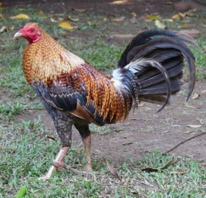 Purebred Dom Gamefowl Stags For Sale - Image 2