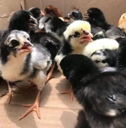 Day-Old Blue Mug Chicks for sale