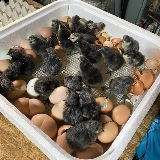 day-old Cardinal Club Kelso chicks for sale