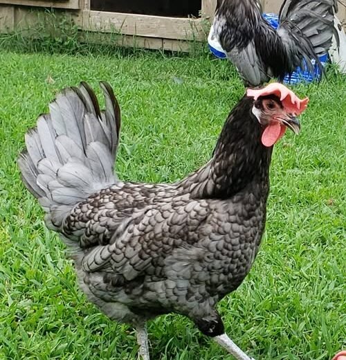 andalusian blue chicken for sale