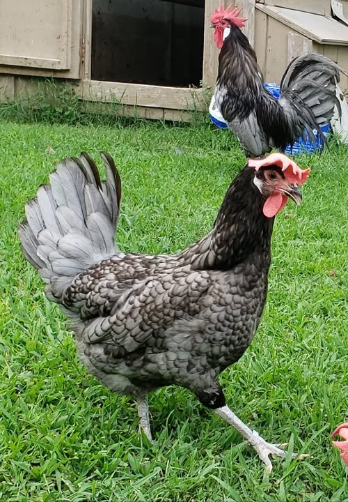 andalusian blue chicken for sale
