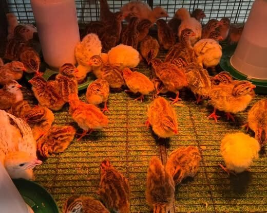 vulturine guinea fowl keets for sale