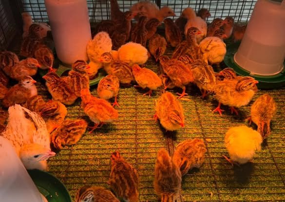 vulturine guinea fowl keets for sale