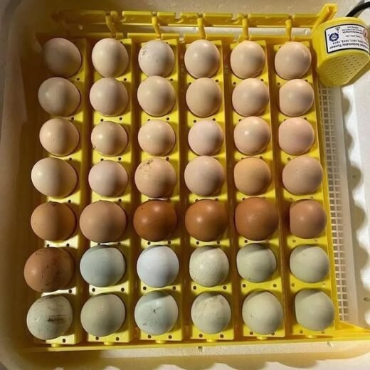 fertile Cardinal Club Kelso hatching eggs for sale