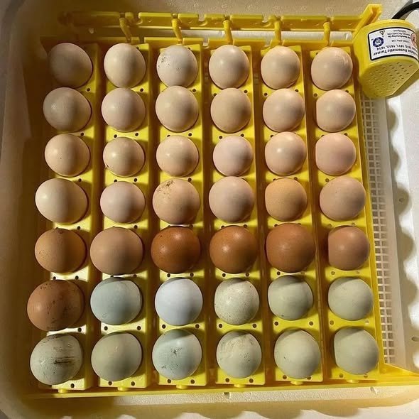 fertile Cardinal Club Kelso hatching eggs for sale
