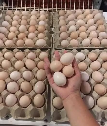 Fertile Dong Tao Hatching Eggs for Sale