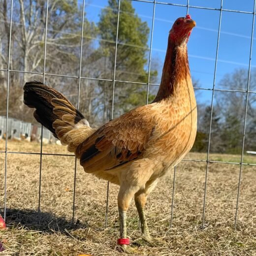 green legged sweater hens for sale