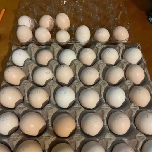 Sid Taylor Black Hatching Eggs for Sale