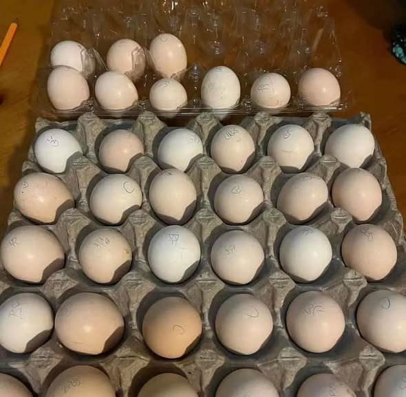 Sid Taylor Black Hatching Eggs for Sale