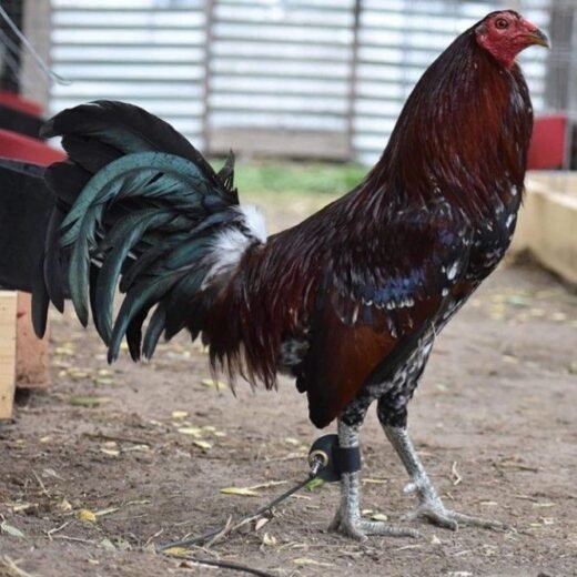 Buy purebred Gilliam Hatch gamefowl stags online