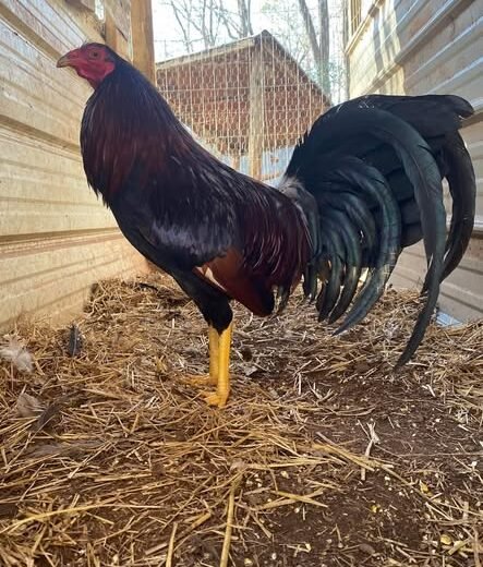 Cardinal Club Brood Cock for Sale