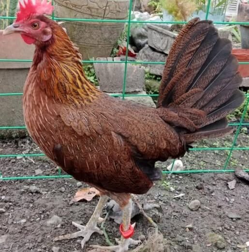 Dark-Legged Lemon 84 Gamefowl Hens For Sale
