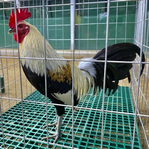 LDT Regular Grey Gamefowl For Sale