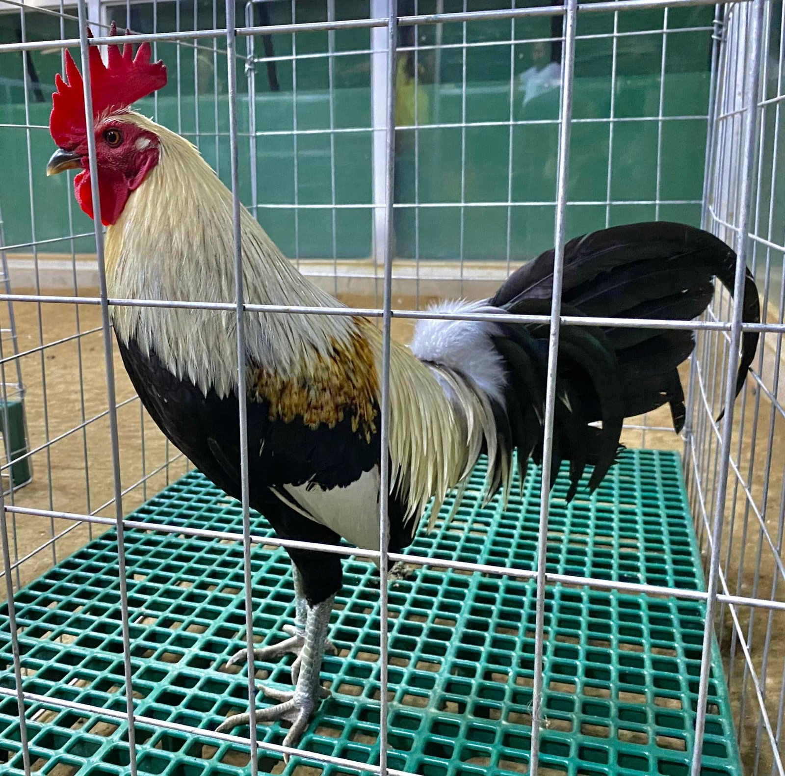 LDT Regular Grey Gamefowl For Sale
