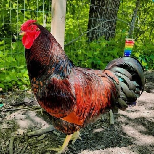 Red Laced Gold Wyandotte Roosters