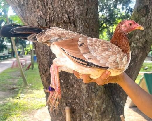 Purebred Lemon Sweater Gamefowl Pullet for sale