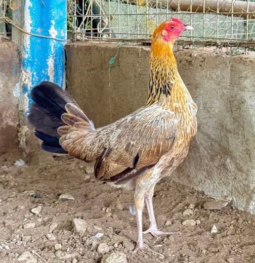 Golden Boy Sweater Pullet for Sale