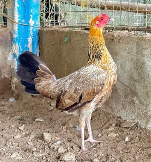 Golden Boy Sweater Pullet for Sale