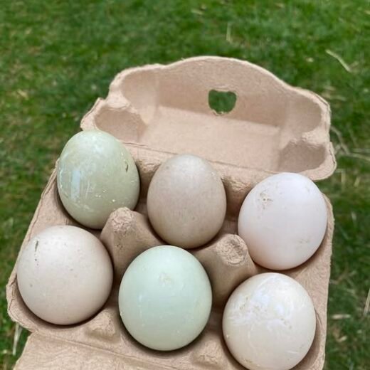 fertile Blue Swedish duck hatching eggs