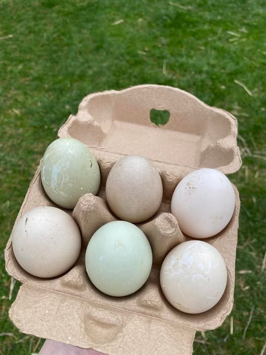 fertile Blue Swedish duck hatching eggs