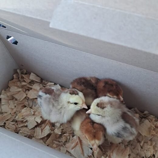 Premium Russian Orloff Day-Old Chicks For Sale
