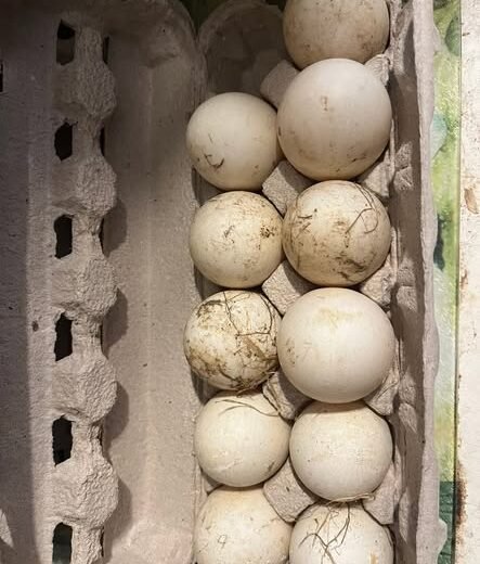 Buy fertile Silver Appleyard hatching eggs online