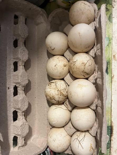 Buy fertile Silver Appleyard hatching eggs online