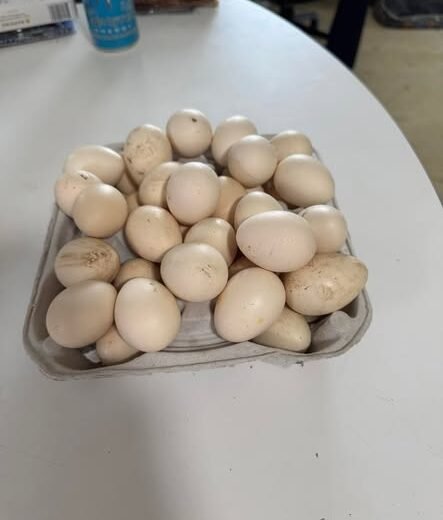 fertile Mille Fleur and Calico Bantam Cochin hatching eggs