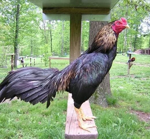 Buy purebred Burmese gamefowl roosters