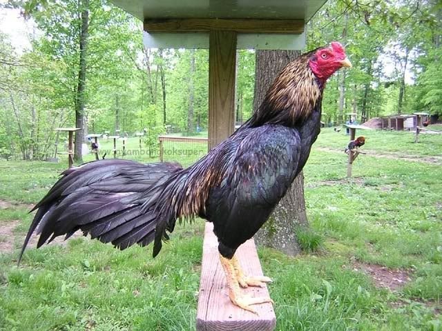 Buy purebred Burmese gamefowl roosters