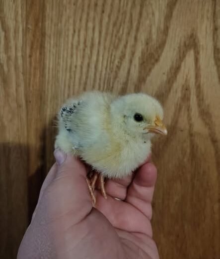 Kelso Day-Old Baby Chicks For Sale