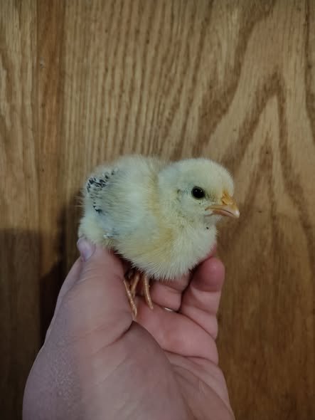 Kelso Day-Old Baby Chicks For Sale