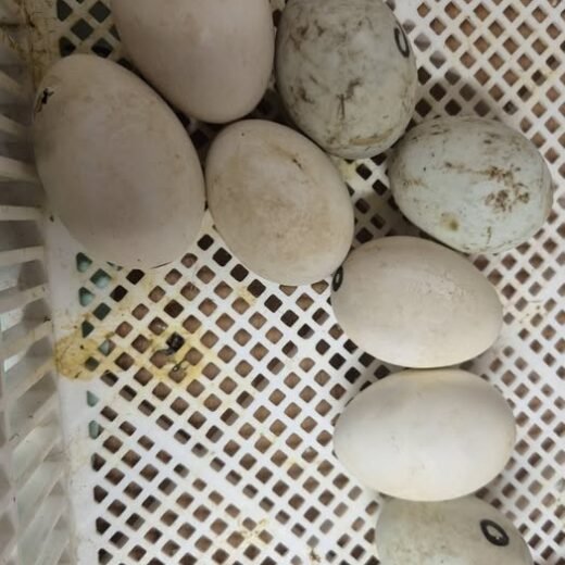 fertile Buff Orpington duck hatching eggs
