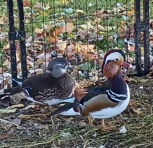 mandarin drake for sale