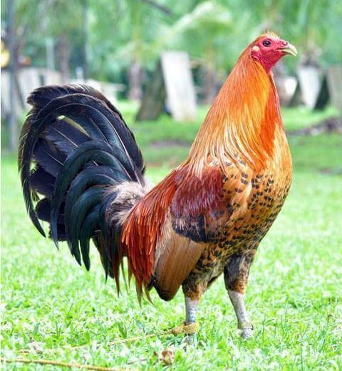 Buy purebred Red Quill gamefowl roosters online