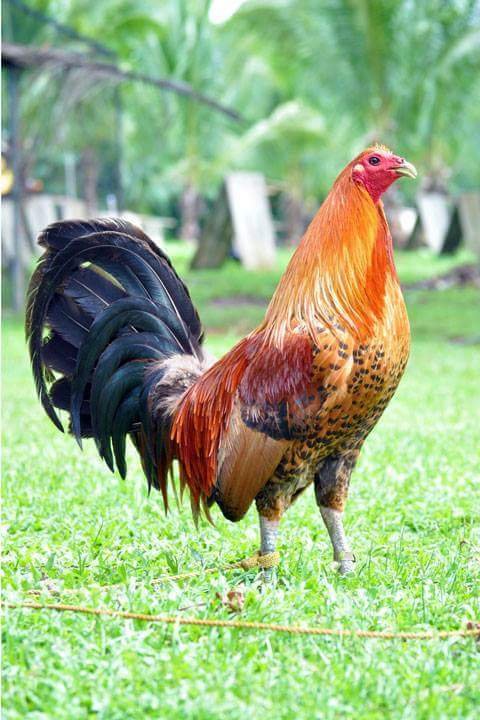 Buy purebred Red Quill gamefowl roosters online