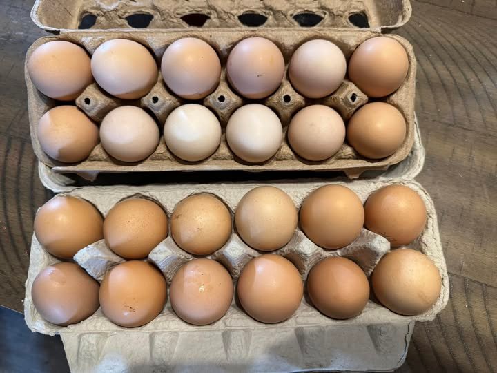 barred rock hatching eggs for sale - Image 2