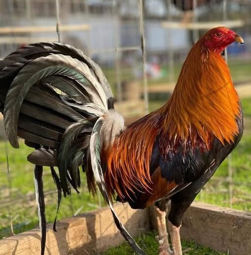 pure golden monkey sweater roosters for sale